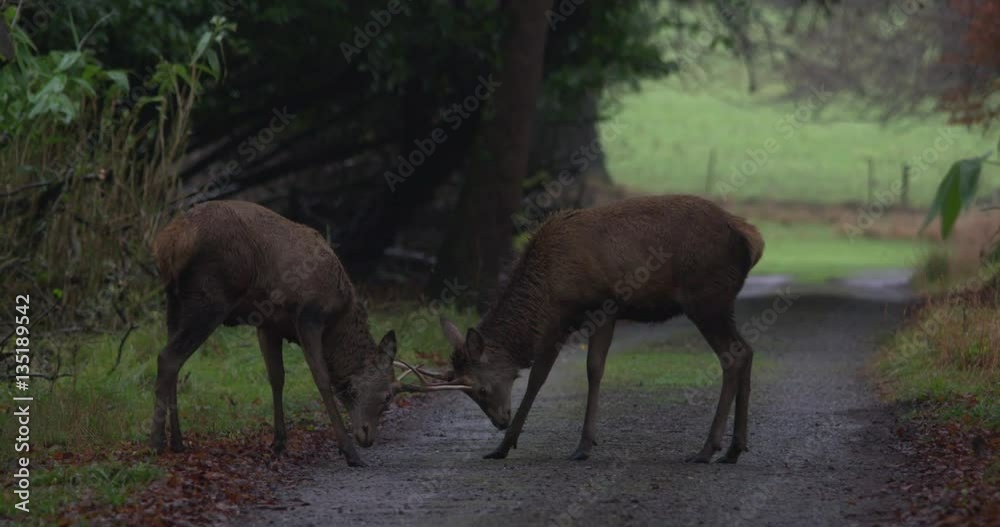 Wild Red Deers playfully lock horns on forest path Wild Red Deers playfully lock horns on forest path