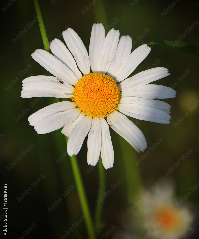 Obraz premium Daisy