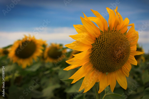 Sunflowers