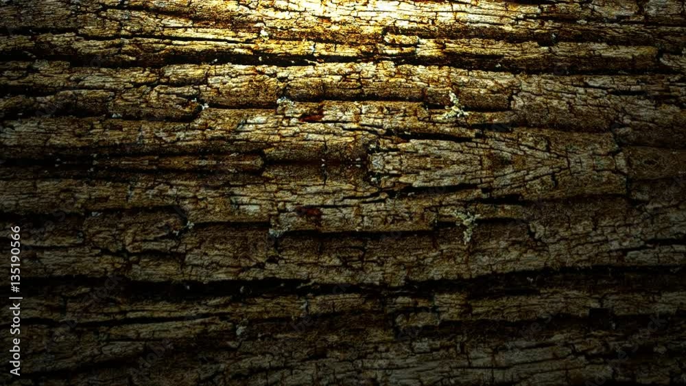 A dark, grunge tree bark rolling surface with a subtle white spotlight accents the wood. Animation created primarily for use as a design element background.. A dark, grunge tree bark rolling surface with a subtle white spotlight accents the wood. Animation created primarily for use as a design element background..