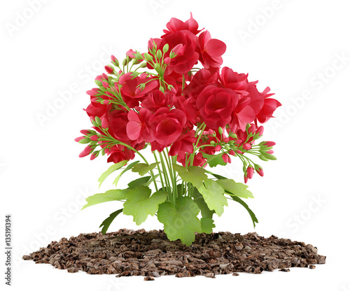 red geranium flowers isolated on white background