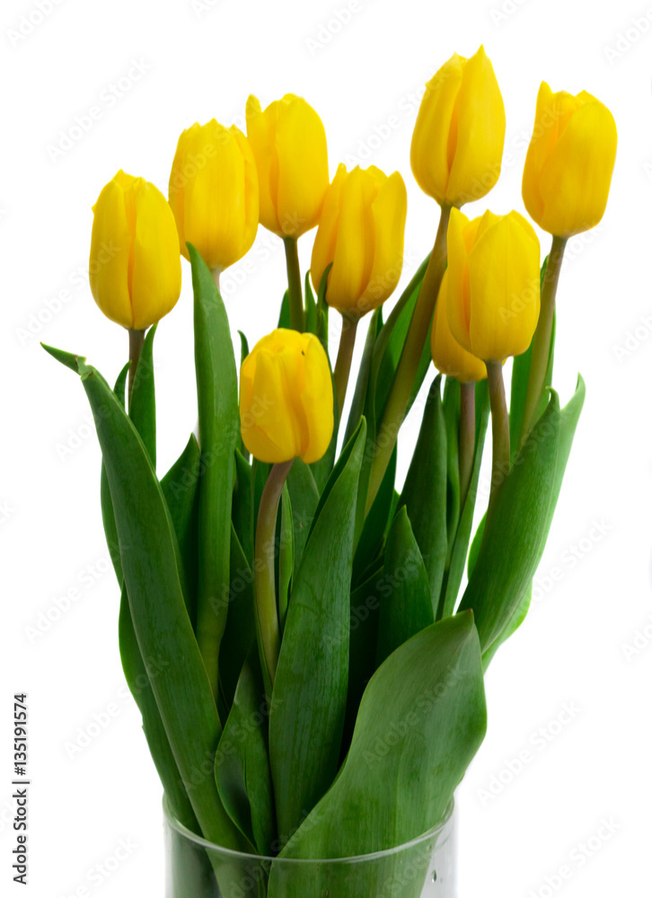 fresh yellow tulips with green leaves bouquet close up isolated on white background fresh yellow tulips with green leaves bouquet close up isolated on white background