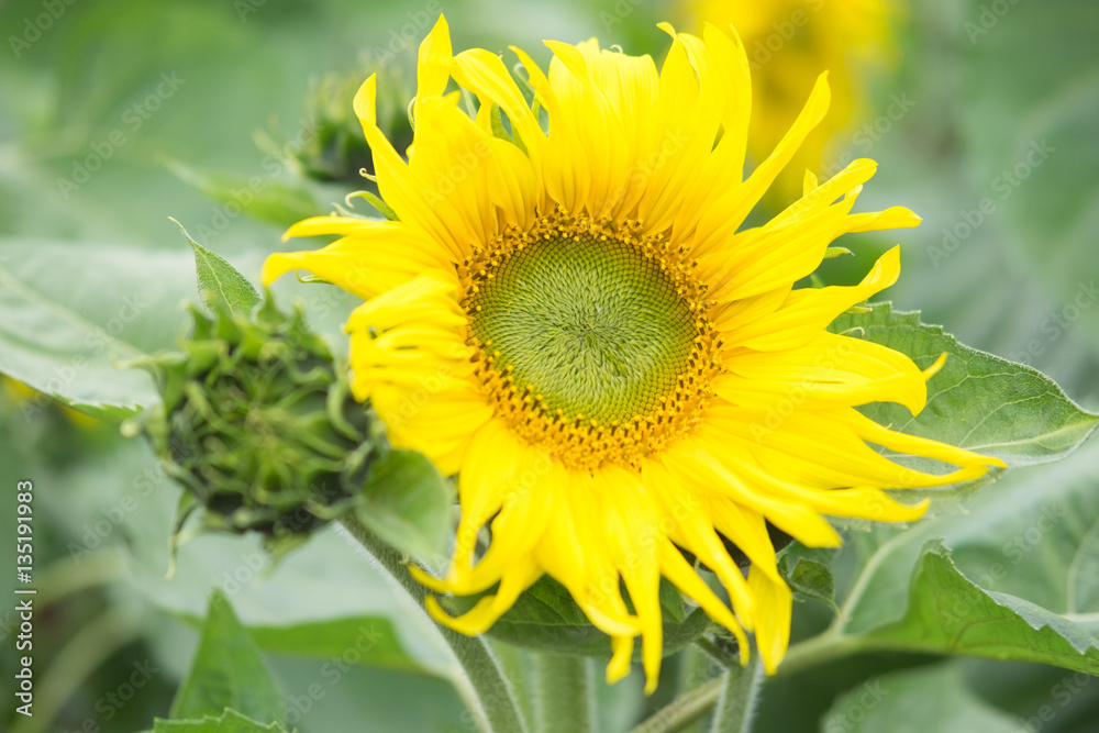 Obraz premium Blooming big sunflowers