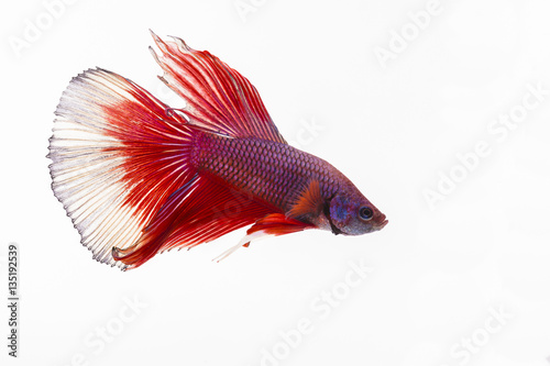 The Siamese fighting fish, also sometimes colloquially known as the Betta is one of the most popular aquarium fish, and has been part of the hobby for a very long time