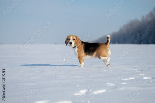 Fototapeta Naklejka Na Ścianę i Meble -  Beagle dog running in the snow