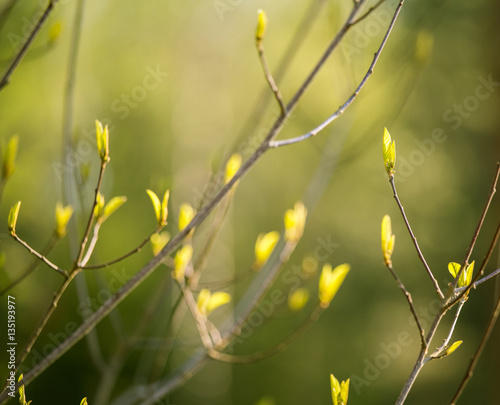 Beautiful tree buds in spring in natural habitat