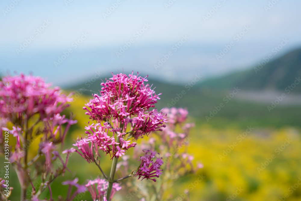 Obraz premium flowers on th Mount Vesuvius