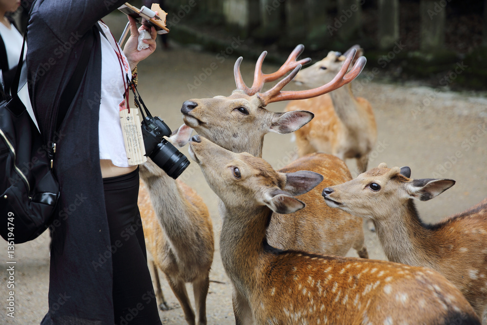Naklejka premium NARA, JAPAN - June 5 2016: Wild deer with people in nara city ,J