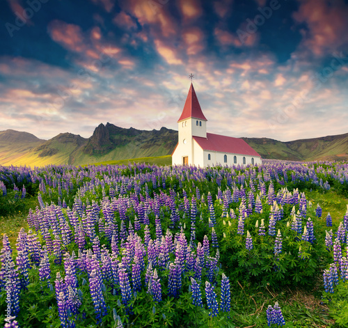 Small church surrounded blooming lupin flowers in the Vik villag