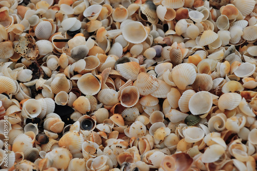 Shells scattered on the ground near beach, located at Terengganu, Malaysia.(selective focus)