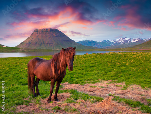 Summer eveninh scene with horses on pasture photo