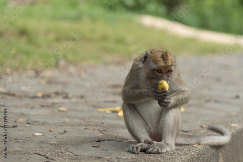 monkey in green field.