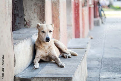 Straßenhund in Cienfuegos, Cuba