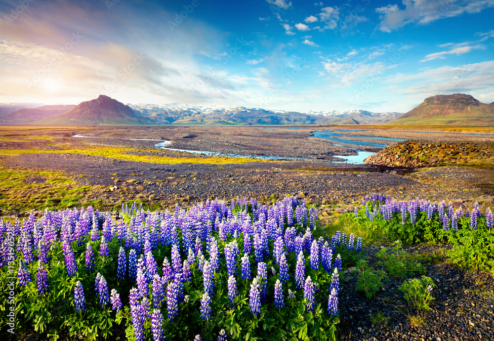 Typical Icelandic landscape with field jf blooming lupine flower