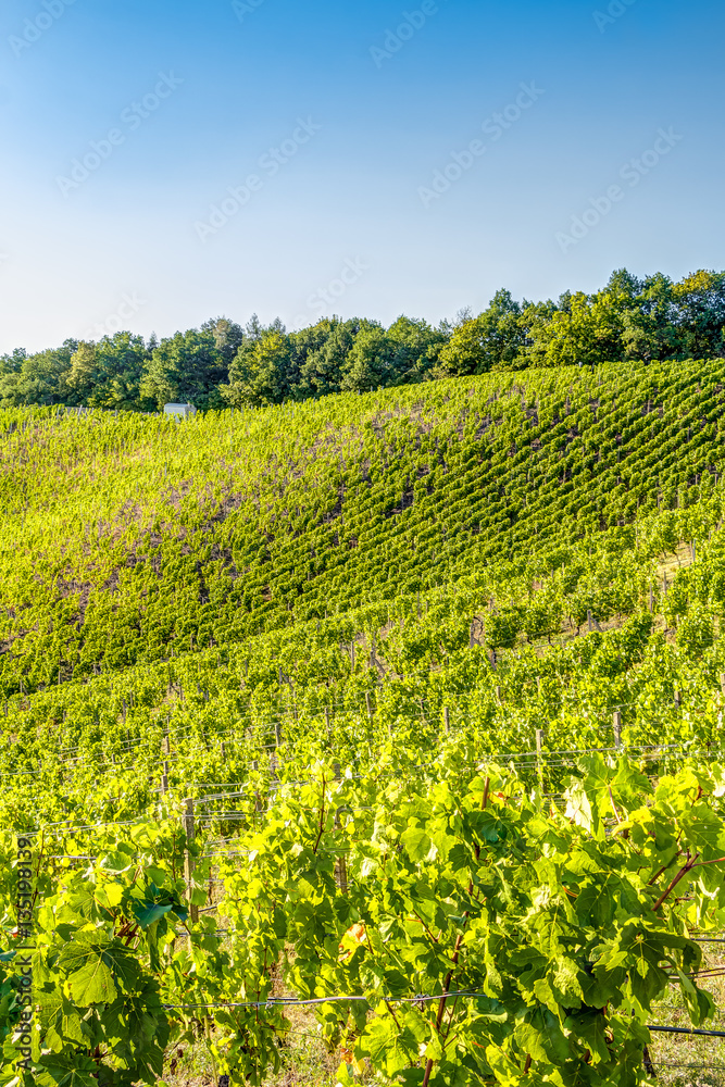 Weinanbau in einem Weinberg Weinanbau in einem Weinberg