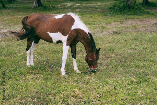 Horse grazing in field. © ichz