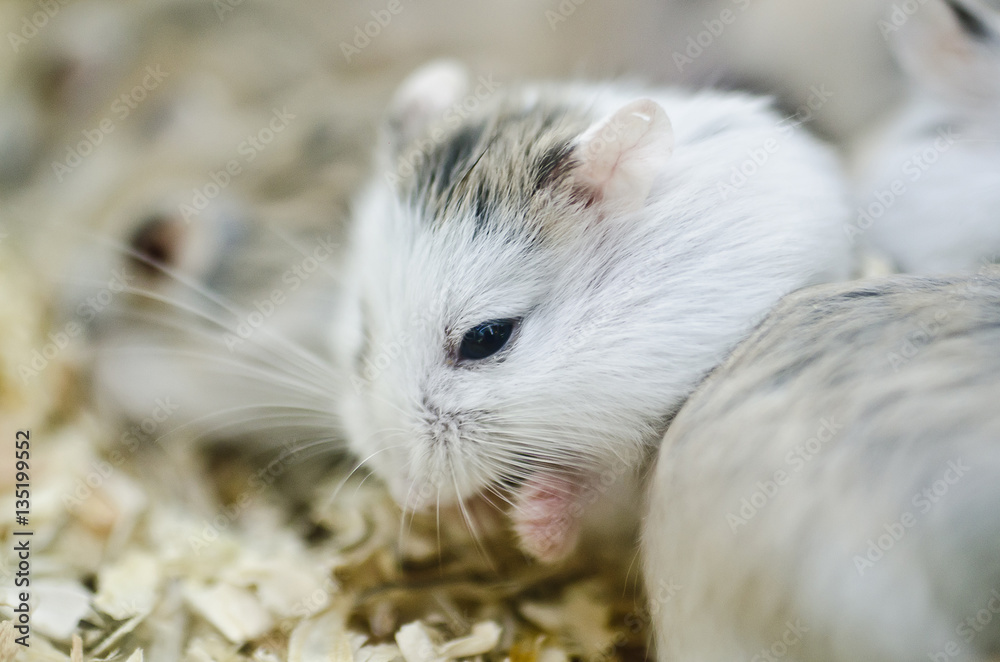 Hamsters eating Hamsters eating