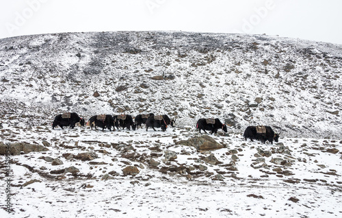 Fotografia The yak caravan going from Everest Base Camp near Lobuche village in snowstorm -
