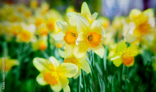 Canvas-taulu Daffodil