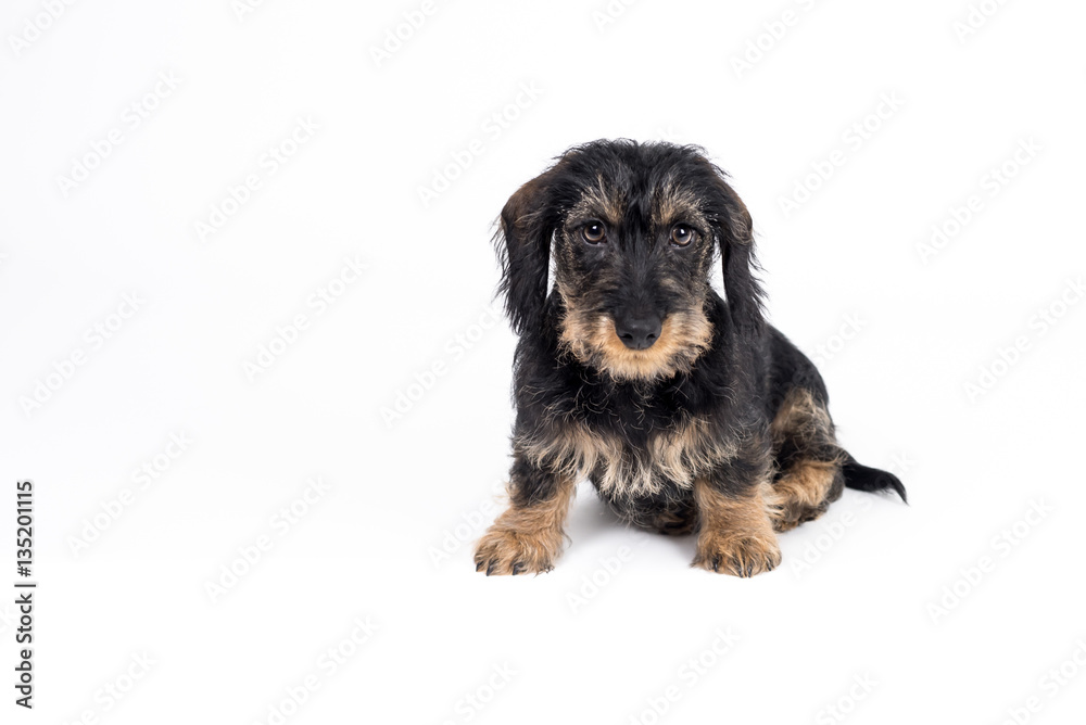 miniature wirehaired dachshund puppy | saufarbener Rauhaar Zwergteckel  Welpe | Dackel Welpe – Stock-Foto | Adobe Stock