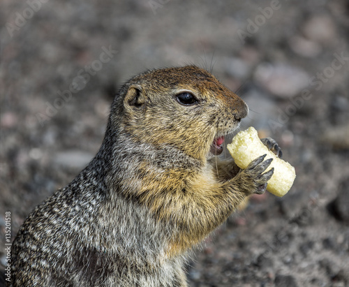 Kamchatka gopher (Spermophilus parryi) eating popcorn - Kamchatka, Russia photo