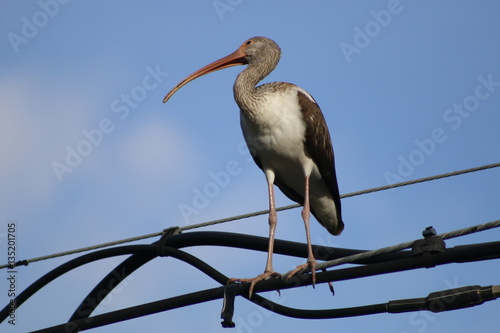 Crane bird on the electrical wire photo