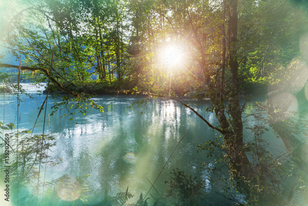 Fototapeta premium River in the forest