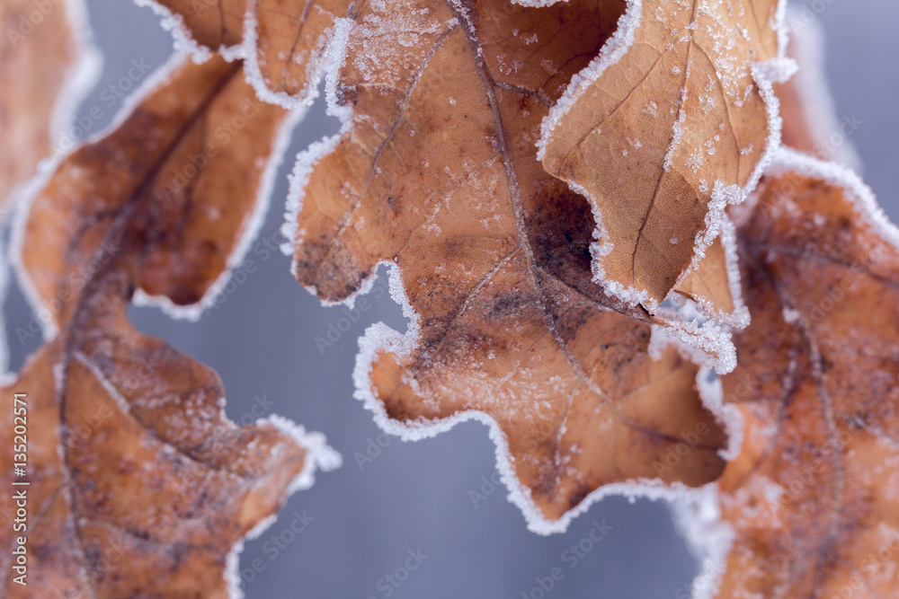 dry brown oak leaves covered with hoarfrost