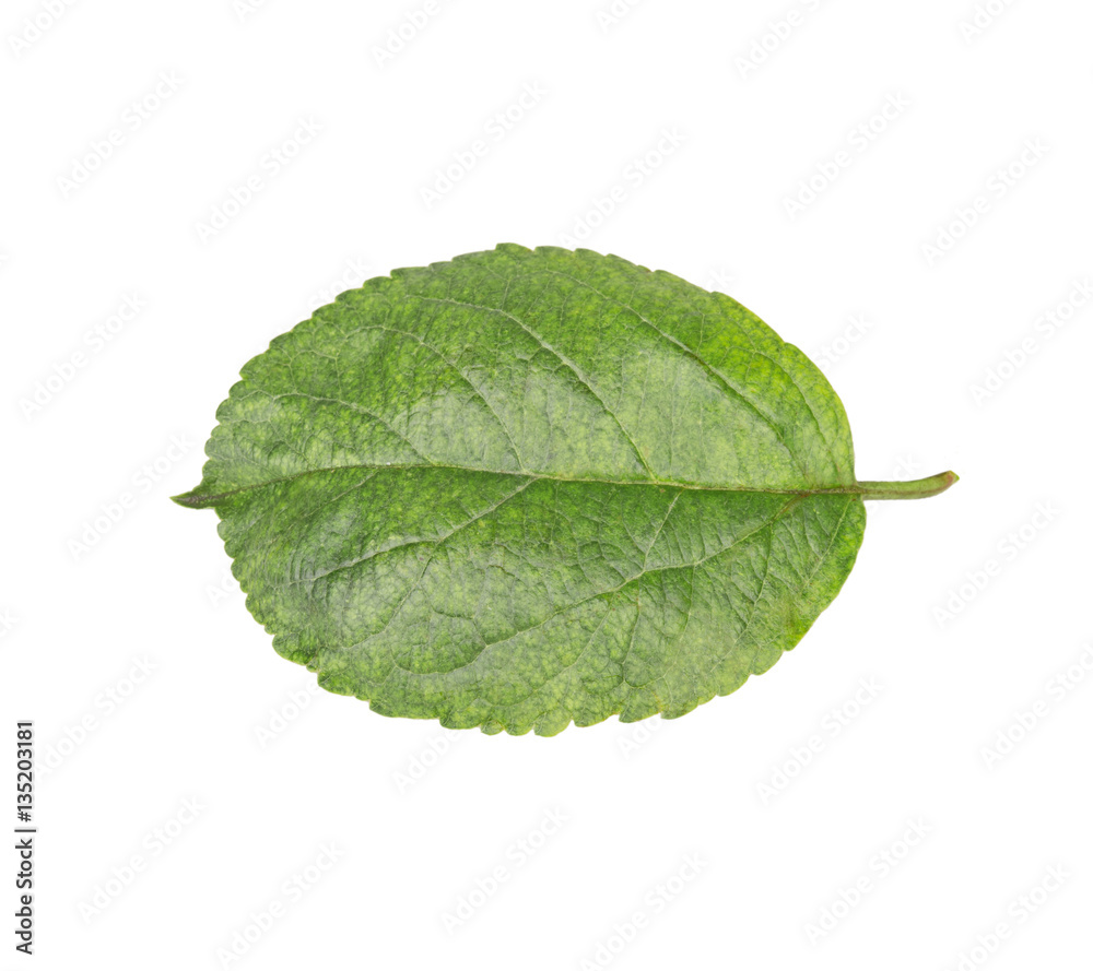 Fototapeta premium plum leaf