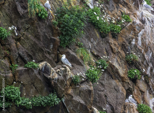 Photos Rocks in the Pacific Ocean where birds nest at the entrance to the bay Avachinsk
