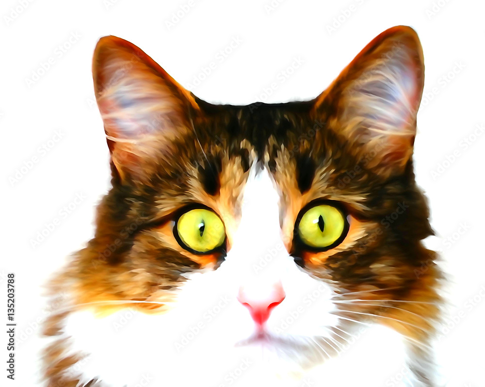Fototapeta premium The kitten looks