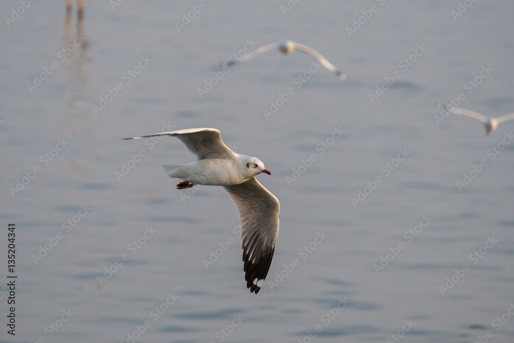 White seagull flying. White seagull flying.