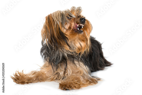 Fototapeta Naklejka Na Ścianę i Meble -  Kleiner Hund zeigt Zähne