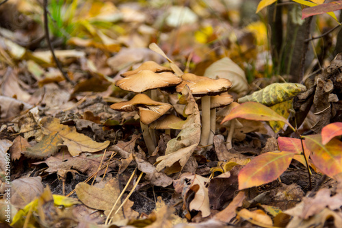 mushroom in yellow autumn leaves