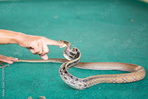Pattaya, Thailand - January 2017: show snakes by playing with a snake during the