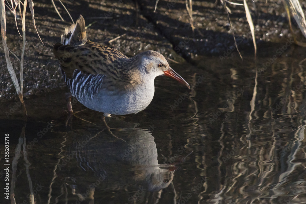 Eine Wasserralle (Rallus aquaticus) watet durch den Erbach bei B Eine Wasserralle (Rallus aquaticus) watet durch den Erbach bei B