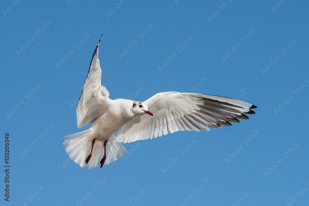 Black-headed Gull, Chroicocephalus ridibundus Black-headed Gull, Chroicocephalus ridibundus