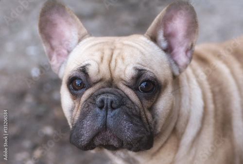 dog breed the French bulldog is very curious © shediva
