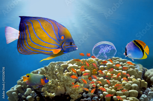Coral reef with soft and hard corals. Red Sea