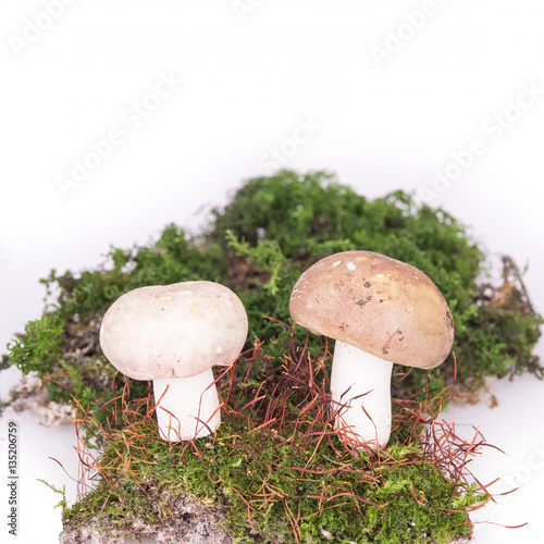 white mushroom with moss