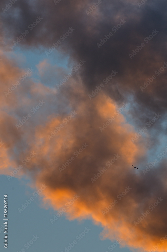 Rauch und Vogel nach Sonnenaufgang in Berlin-Lichterfelde