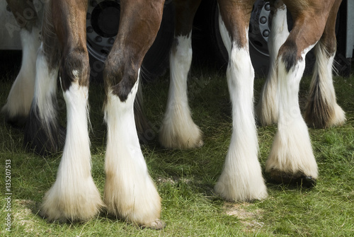 Photography Close-up of horses legs.