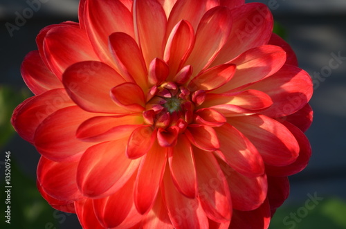 Blooming large red dahlia flower in the garden