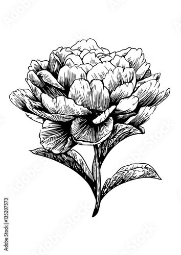 Peony, flower, engraving, drawing, vector, illustration