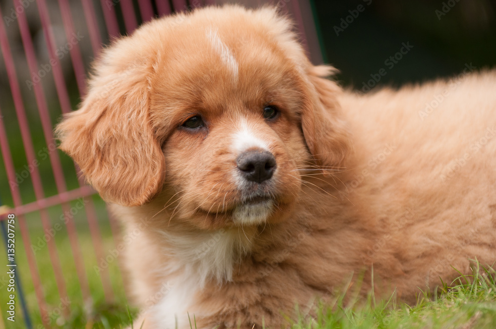 Young Nova Scotia Duck tolling Retriever puppy