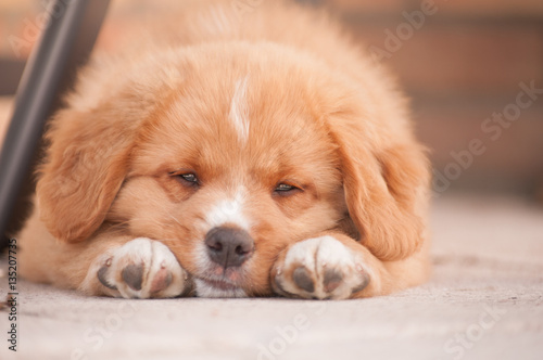 Young Nova Scotia Duck tolling Retriever puppy