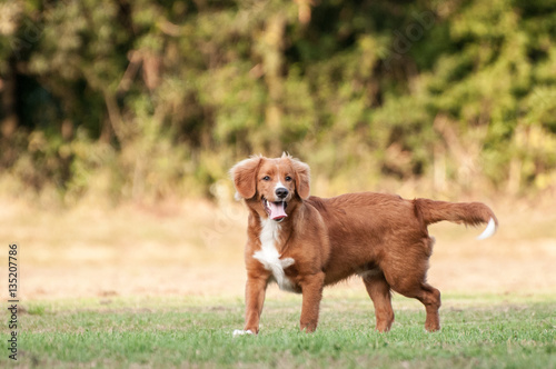 Young Nova Scotia Duck tolling Retriever