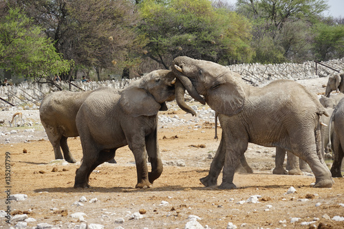 Elefanten, Etoscha Nationalpark