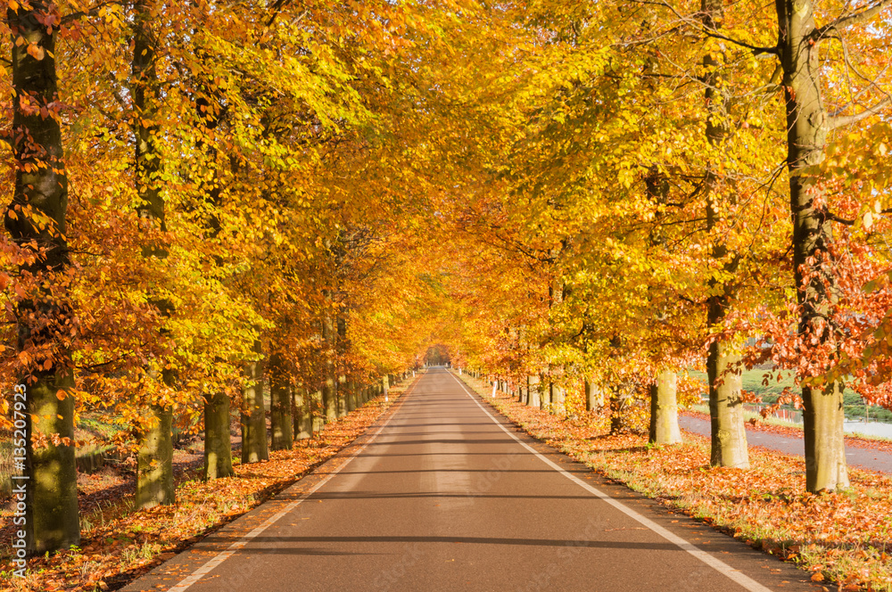 Autumn in the Netherlands with beautiful colors