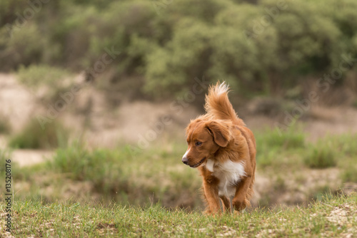 Young Nova Scotia Duck tolling Retriever